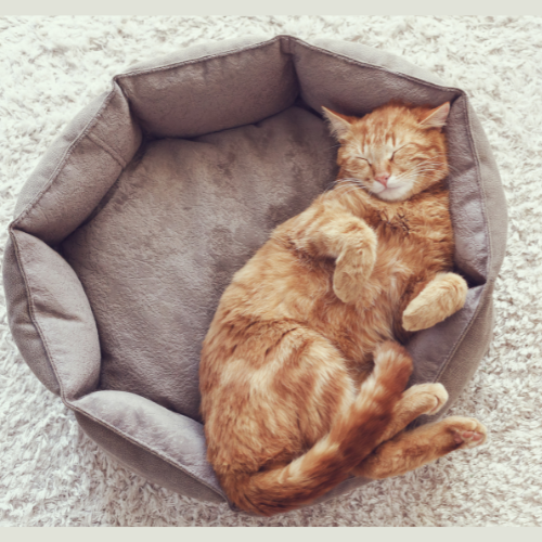 Soft Cat Bed